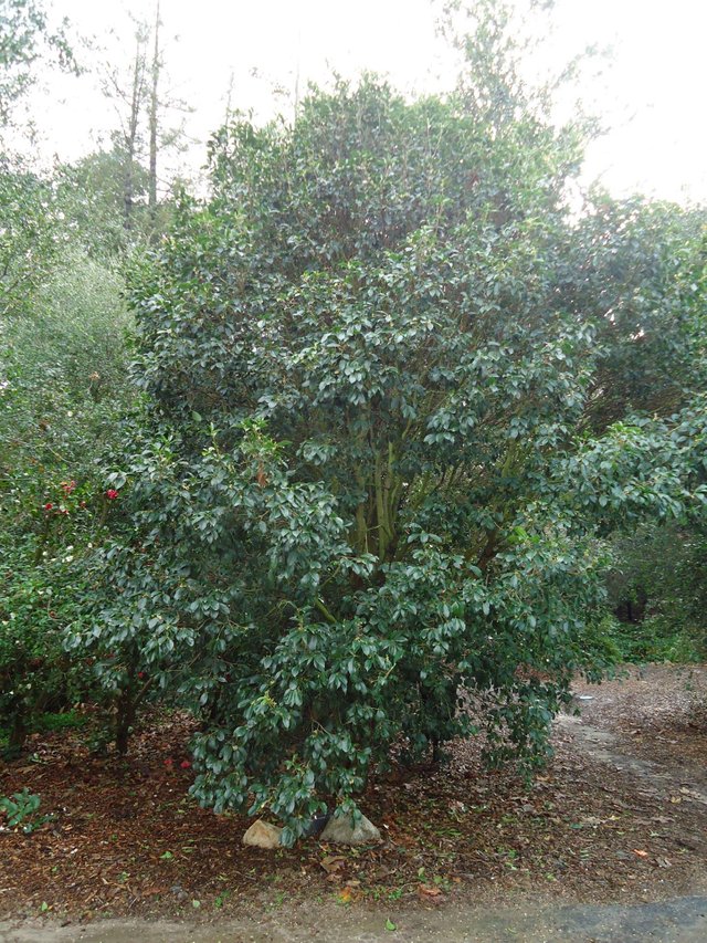 osmanthus bush.jpg