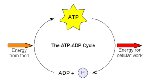 atp energy molecule.png