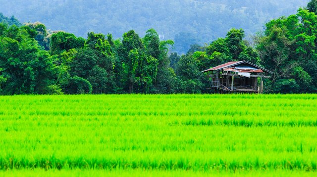 rural-landscape-cambodia.jpg