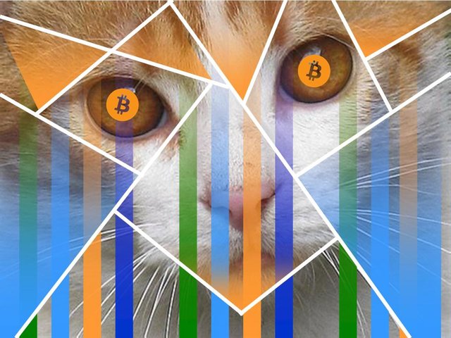 gato 3.jpg