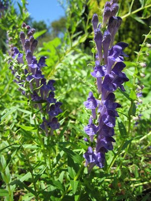 Baikal Skullcap (Scutellaria Baicalensis) Overview, Health Benefits, Side effects (2).jpg
