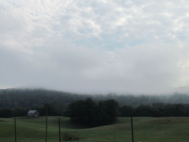 20120731 Misty morning, kitties and doves, Eastern box turtle 022.jpg