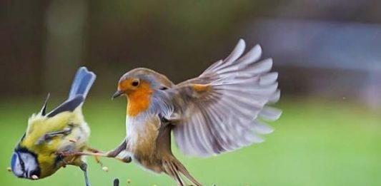 funny-angry-bird-kicked-images-533x261.jpg