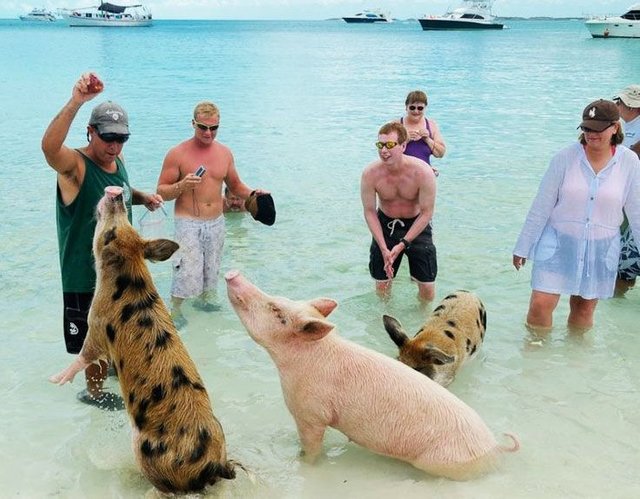pigs-bahamas.jpg
