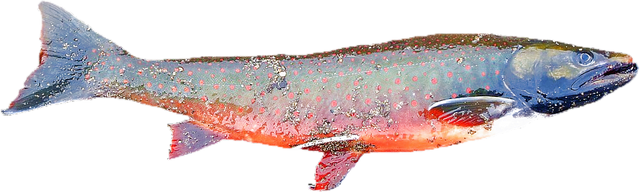 salmon.png