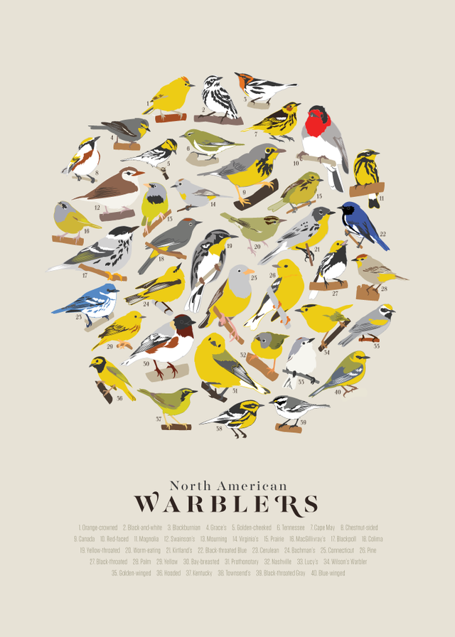 Warblers_Zoom.png