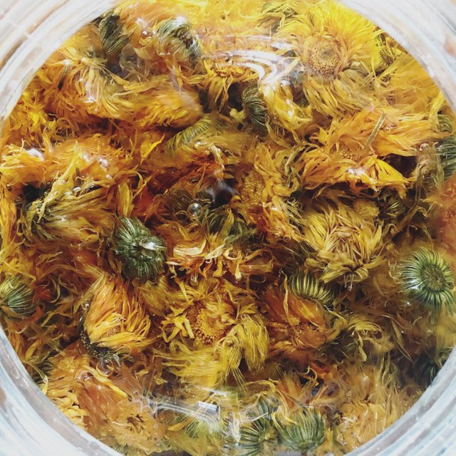 Calendula Oil infusing.JPG