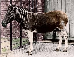 Quagga-2.jpg