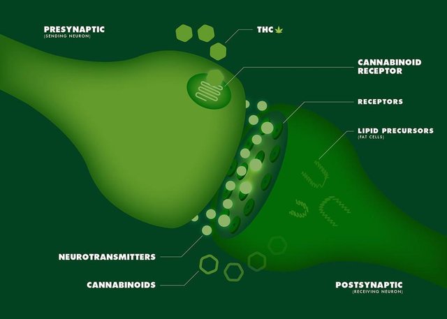 weed-and-neurotransmitters-how-marijuana-affects-the-brain.jpg