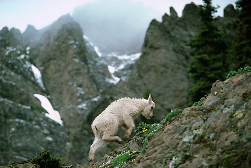 goat climbing mountain.JPG