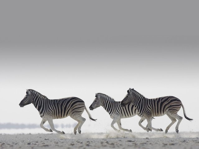 zebra-animal-hd-wallpaper1.jpg