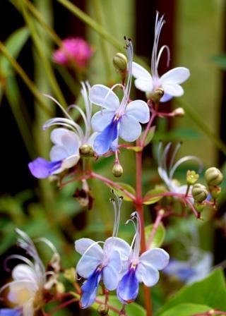 clerodendron_ugandense.jpg