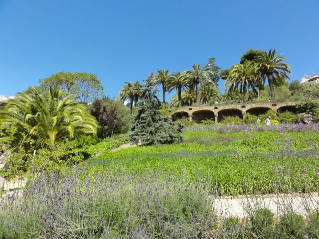 Palm trees in park guell