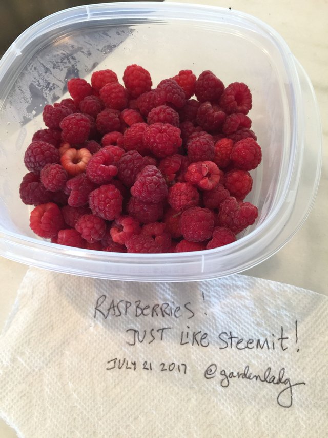 raspberries 1.JPG