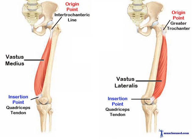 Vastus-Medialis-Vastus-Lateralis.jpg