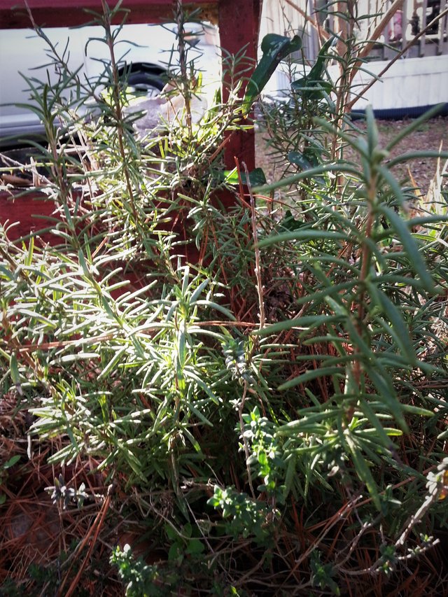 Rosemary and Thyme.jpg