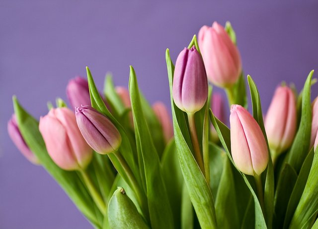 tulips-320151_1280.jpg