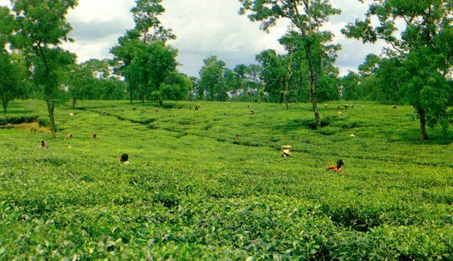 teagarden_sylhet_beautifulbangladesh.jpg