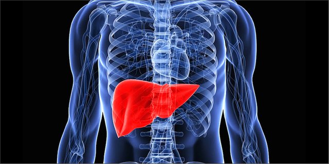 liver (1).jpg