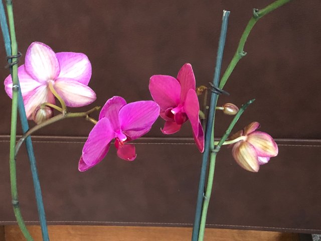 orchid2.jpg