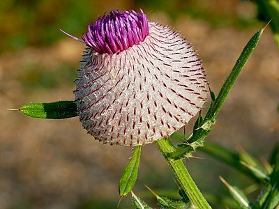 400px-Cirsium_eriophorum_(Kozara_National_Park,_Republika_Srpska).jpg