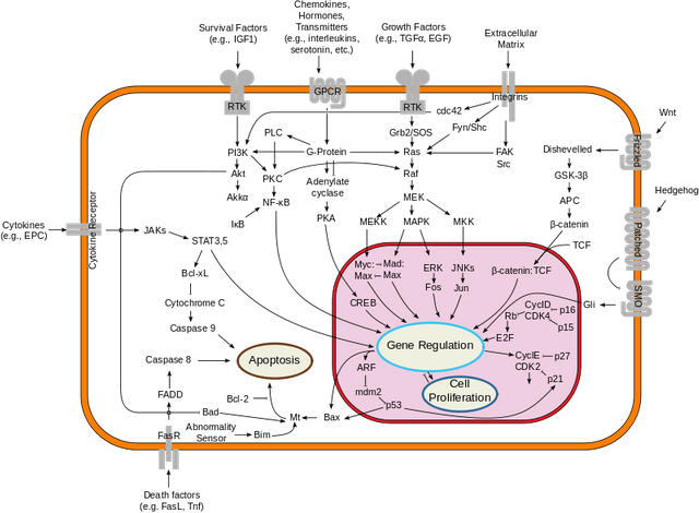 800px-Signal_transduction_pathways.svg.png