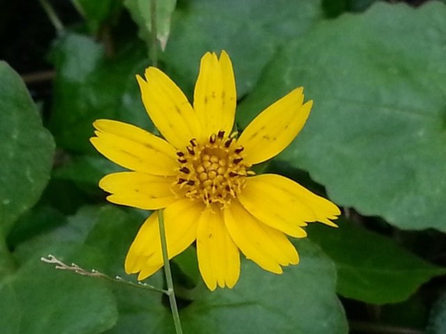 wild flower5.jpg