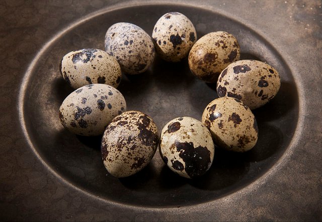 Quail_Eggs_(4279000274).jpg