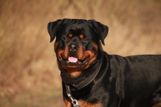 rottweiler-2007652_1920.jpg