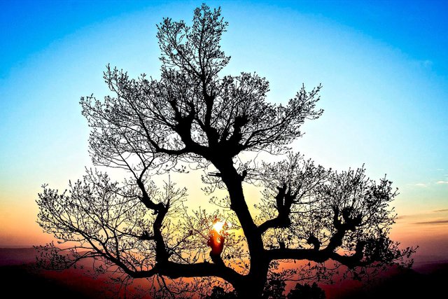 Magical_sunset_tree (1).jpg