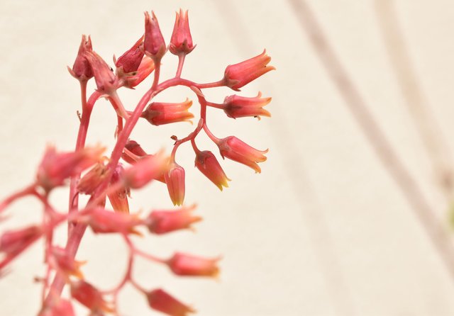 echeveria agavoides flowers.jpg