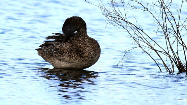 Freckled Duck Goulds Lagoon Hobart Tas n2 2017-09-07.jpg