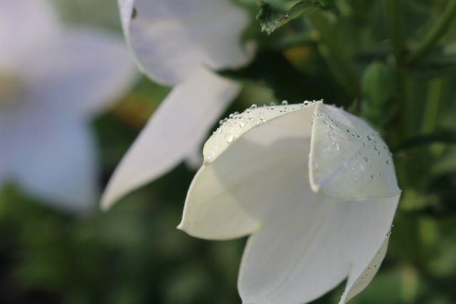 white-flower-2530827.jpg