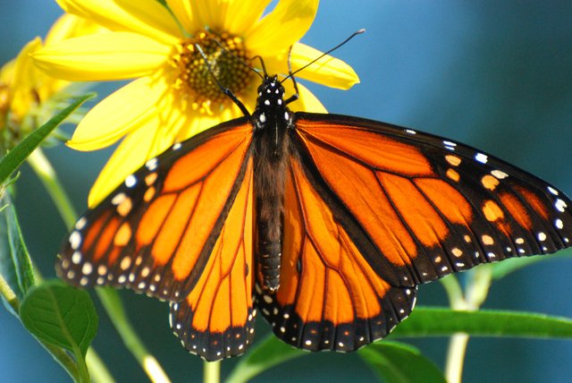 Monarch-butterfly-endangered-petition-2.jpg