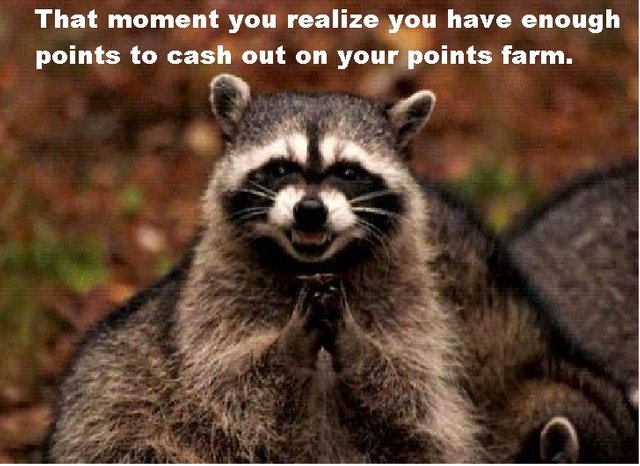 raccon1 meme.jpg