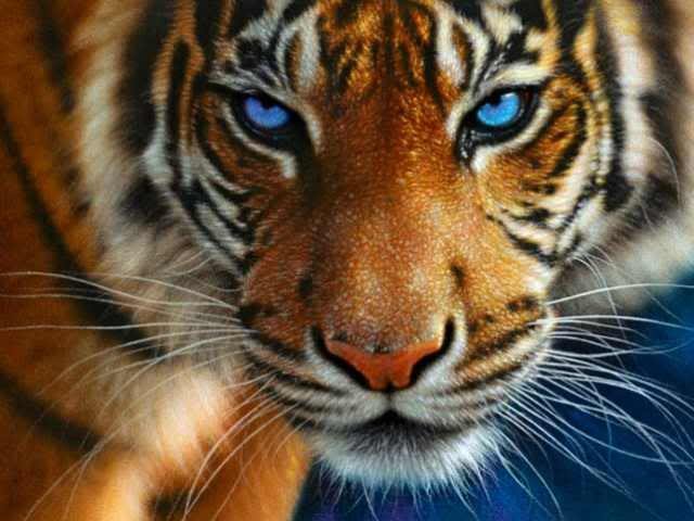TigerBlue Eyes.jpg