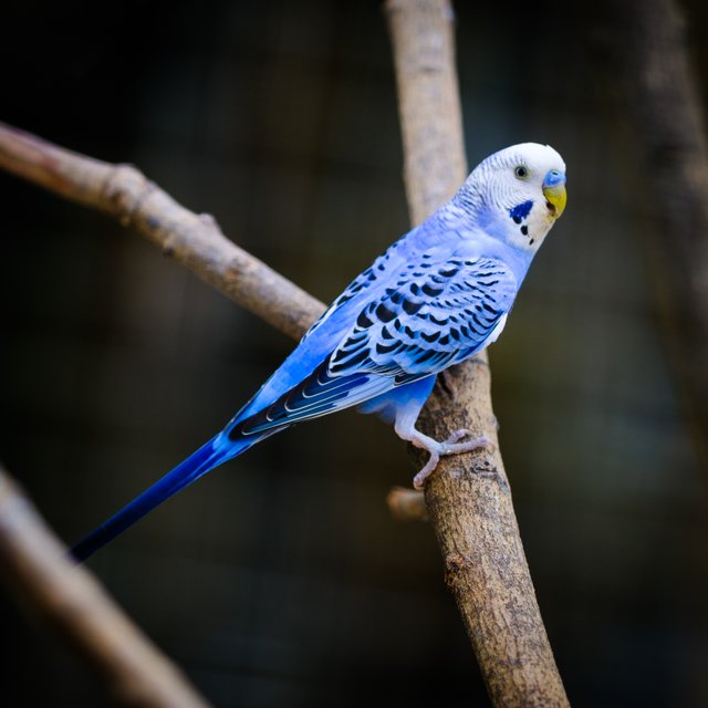 Bird park July 2017-16.jpg