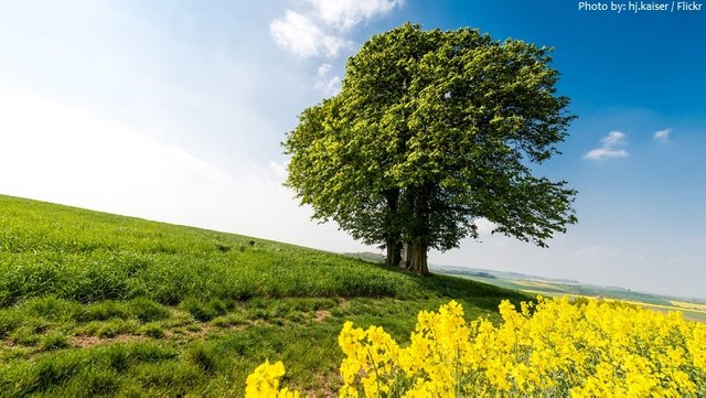 chestnut-tree-2.jpg