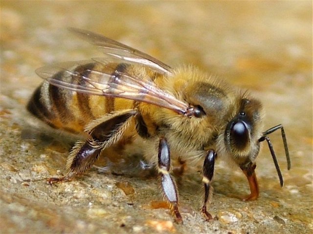 Bee-HD-Wallpaper-785x588.jpg