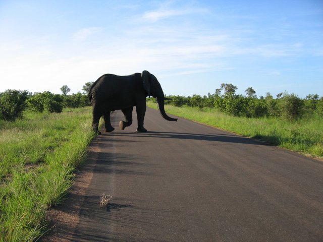 Elephant_crossing_the_road_in_Kruger_National_Park.jpg