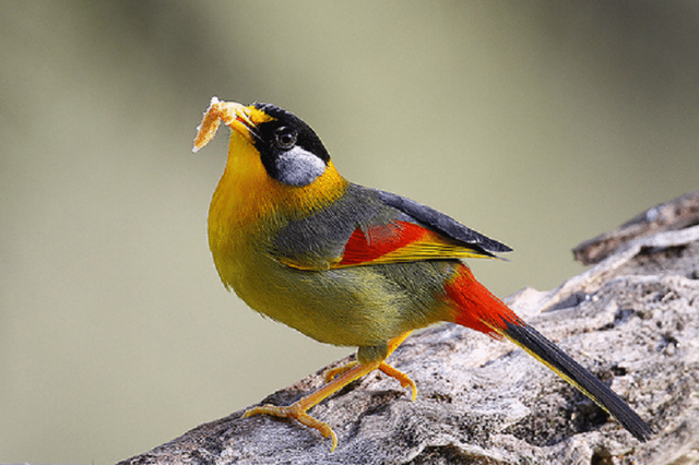 Kelebihan-Burung-Pancawarna-Sebagai-Burung-Masteran.png