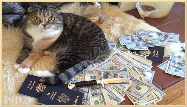 Cash Cat.jpg