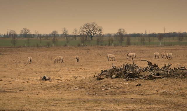 Wild horses near Berlin