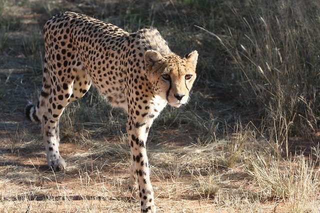 cheetah-2042448_640.jpg