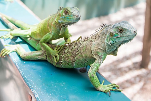 Visiting the iguana sanctuary