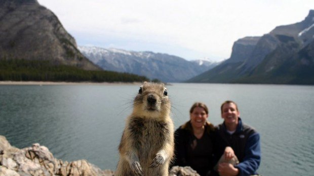 squirrel-portrait-banff-081309_3643_990x742-2-1280x720.jpg