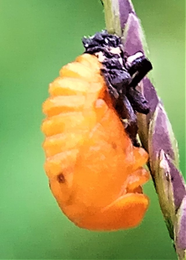 IMG_20180514_165538.jpg