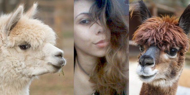 Llamahairstyle.jpg