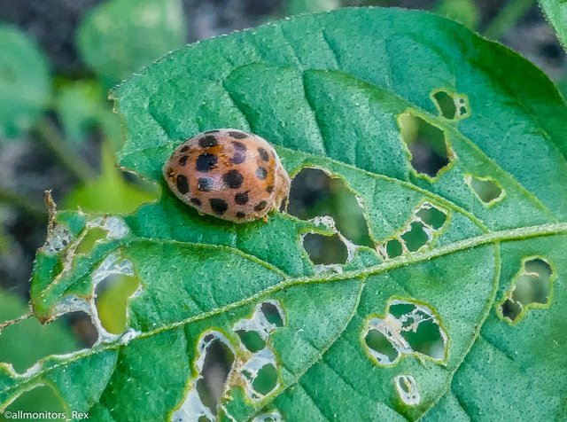 Image of Ladybug crawling on okra leaf