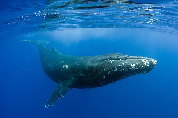 humpback-swimming-picture-id123987459.jpg